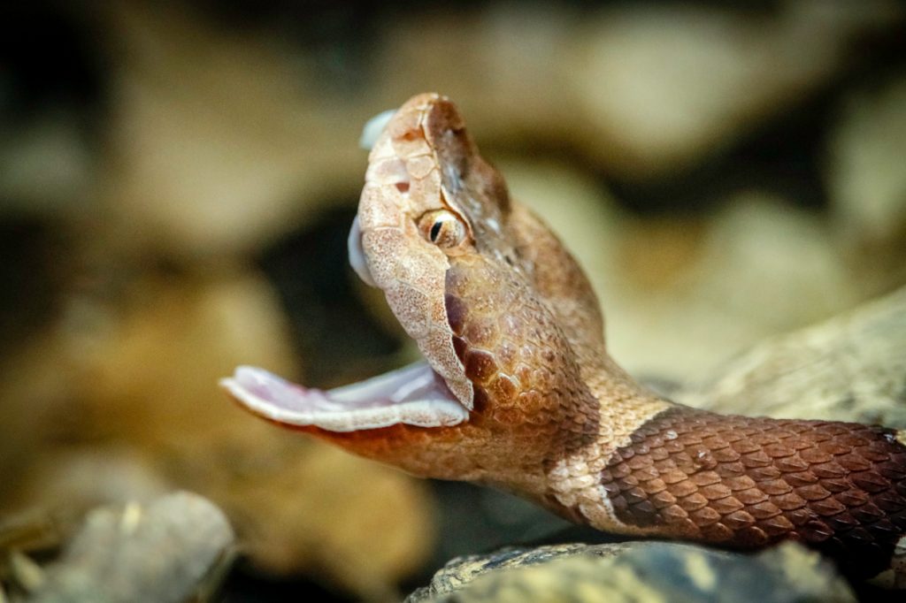 A close up of a copperhead snake opening its mouth