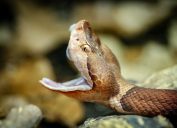 A close up of a copperhead snake opening its mouth