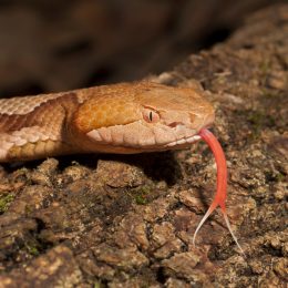 A close up of a copperhead snake on a log with its tongue out