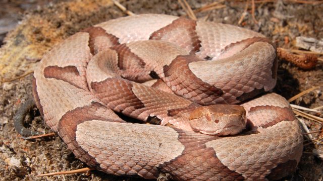 A copperhead snake coiled on the ground