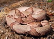 Một con rắn đầu đồng cuộn tròn trên mặt đất