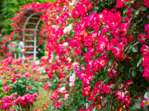 Một khu vườn đầy hoa hồng đậm