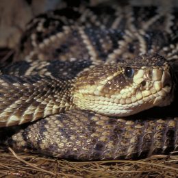 A closeup of a diamondback rattlesnake