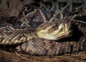 A closeup of a diamondback rattlesnake