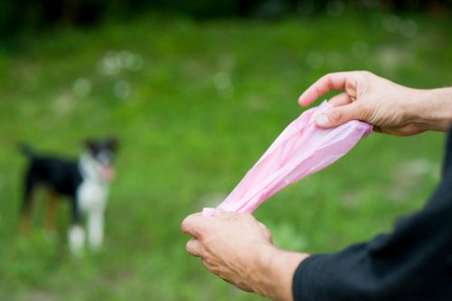 Closeup of anonymous pet owner's hands as he unrolls a pink plastic bag in order to pick up his dog's poop at the dog park.