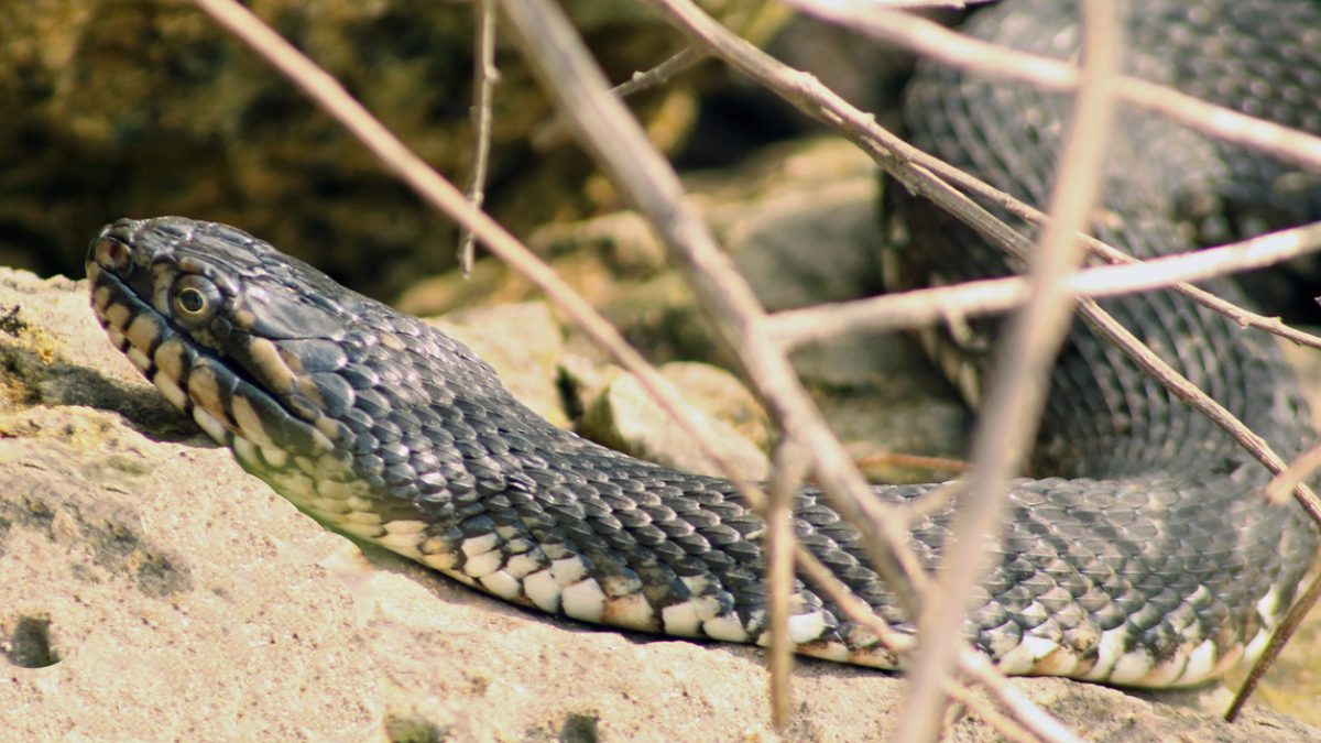 What Smells Do Snakes Hate? 9 Scents to Repel Them