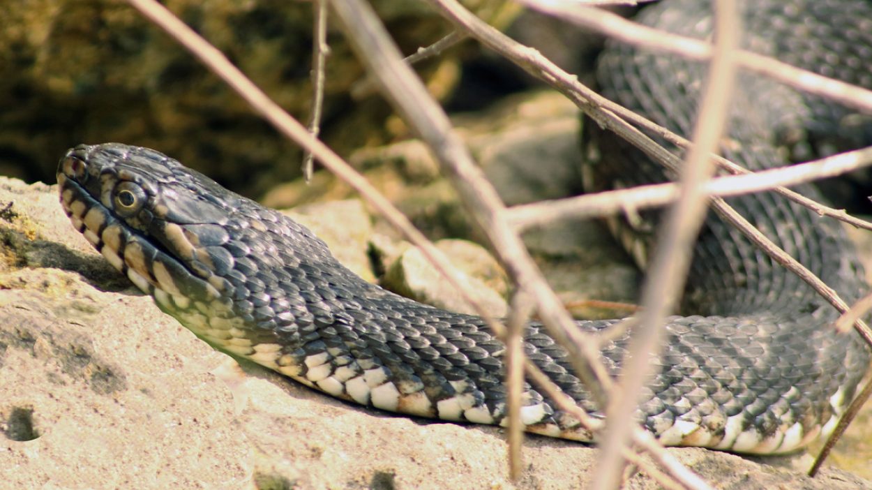 What Smells Do Snakes Hate? 9 Scents to Repel Them