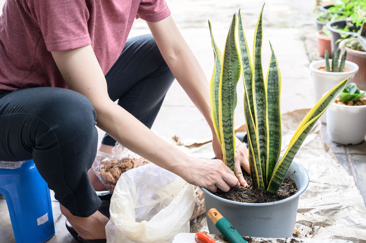 8 Common Snake Repellent Plants Best Life