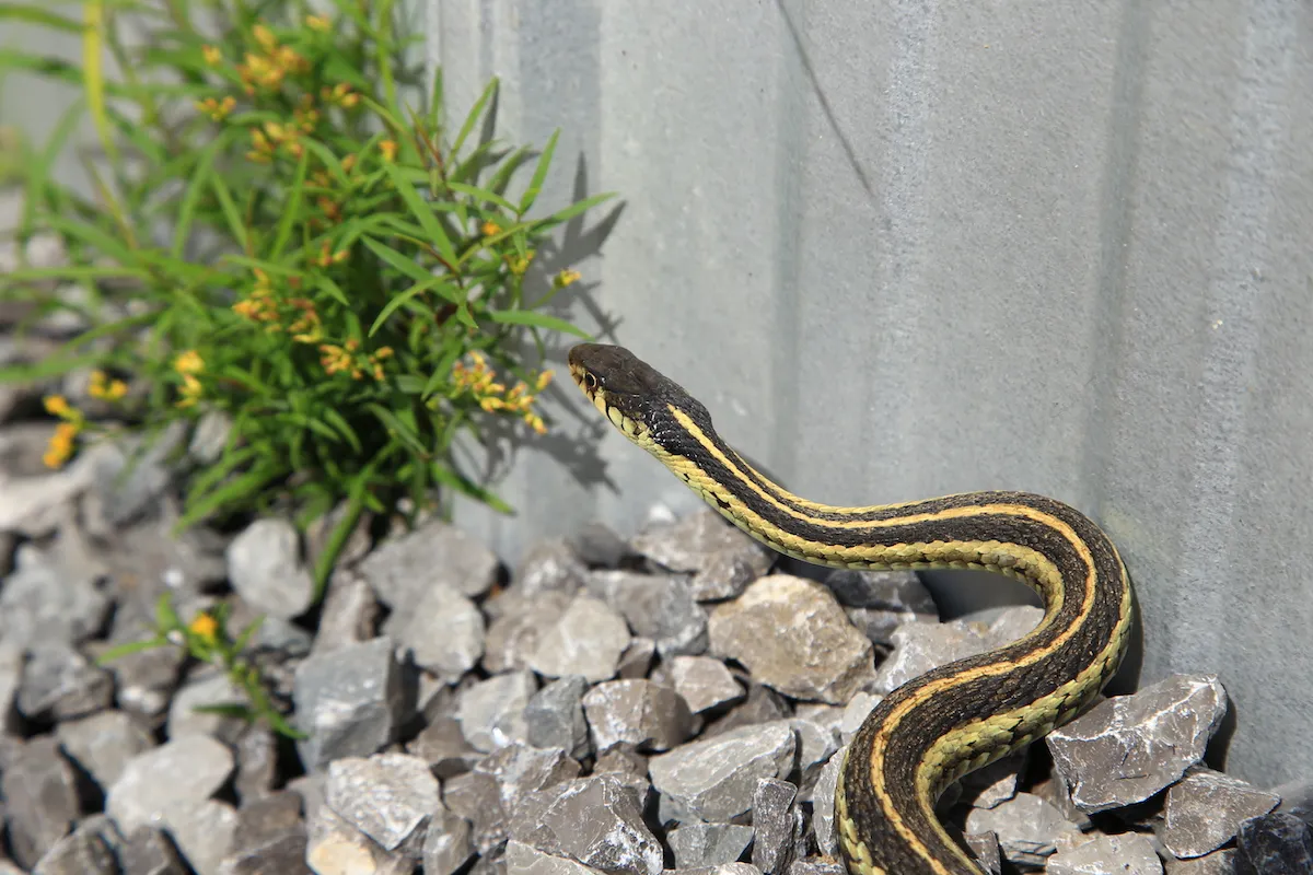 15 Snake Repellent Solutions that Work