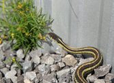 Garter snake on gravel beside a house.