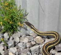 Garter snake on gravel beside a house.