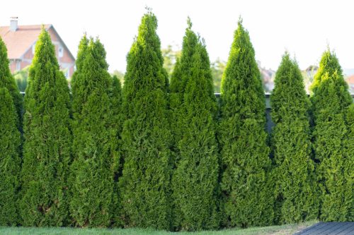 Green Giant arborvitae trees serving as a privacy fence in a backyard