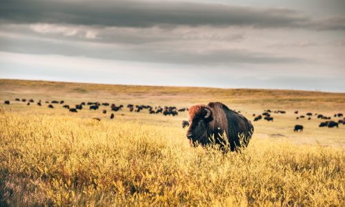 buffalo in badlands national park