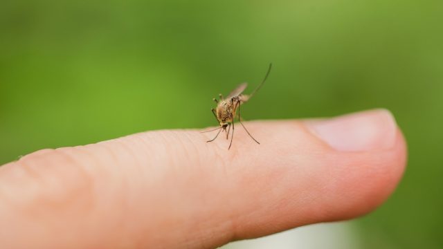 mosquito biting finger