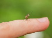 mosquito biting finger