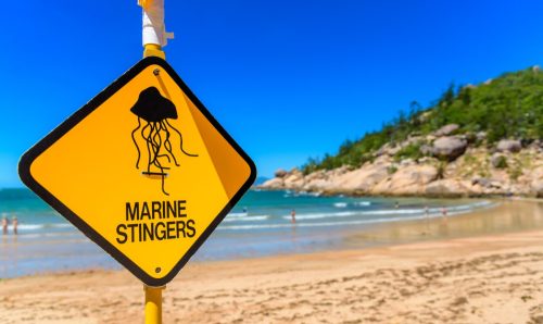 A sign on the beach to warn swimmers in Queensland of marine stingers