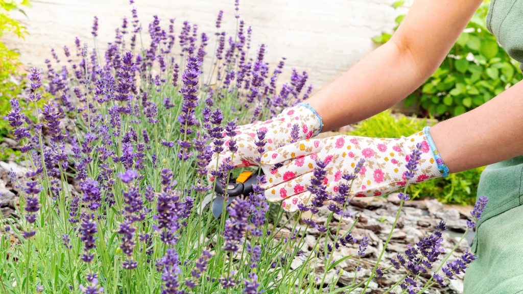 Đeo găng tay làm vườn chăm sóc cây hoa oải hương