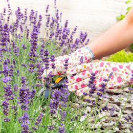 Close up of hands in gardening gloves caring for a lavender plant