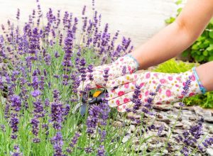 Close up of hands in gardening gloves caring for a lavender plant