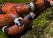 A milk snake coiled on moss