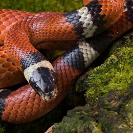A milk snake coiled on moss