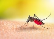 Cận cảnh một con muỗi hút máu trên da người