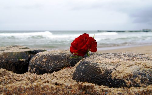 funeral flower by the shore