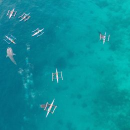 Aerial view from drone of fisherman feeding gigantic whale shark