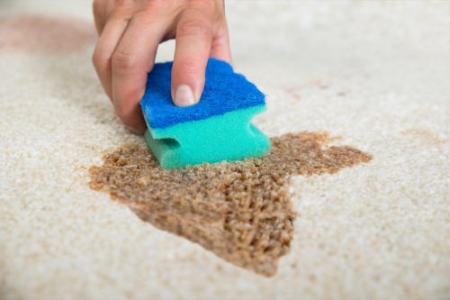Cropped image of male janitor cleaning stain on carpet with sponge