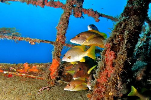 Fish on a Shipwreck in the Bahamas