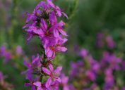 close up of purple loosestrife flower