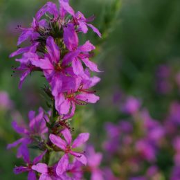 close up of purple loosestrife flower