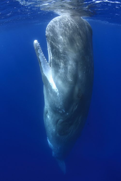 sperm whale sleeping. vertically