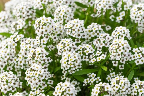 Sweet Alyssum plant with its small white flowers