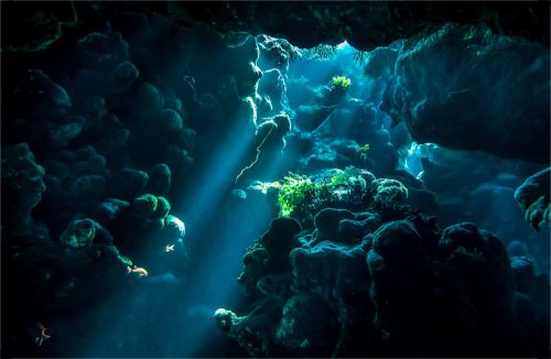 Underwater cave with sealife
