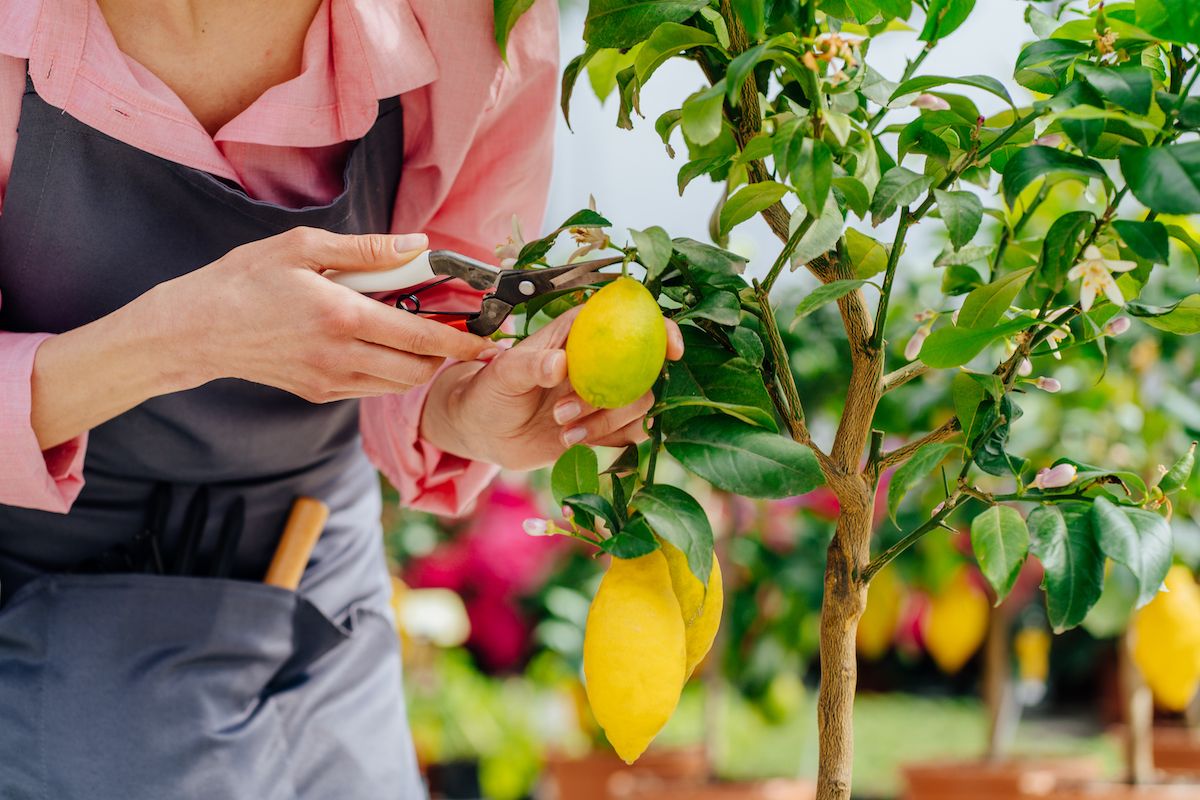 Close up of a female gardener pruning a lemon tree