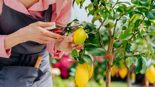 Close up of a female gardener pruning a lemon tree