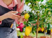 Close up of a female gardener pruning a lemon tree