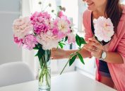 woman wearing a pink sweater puts pink peonies in a vase