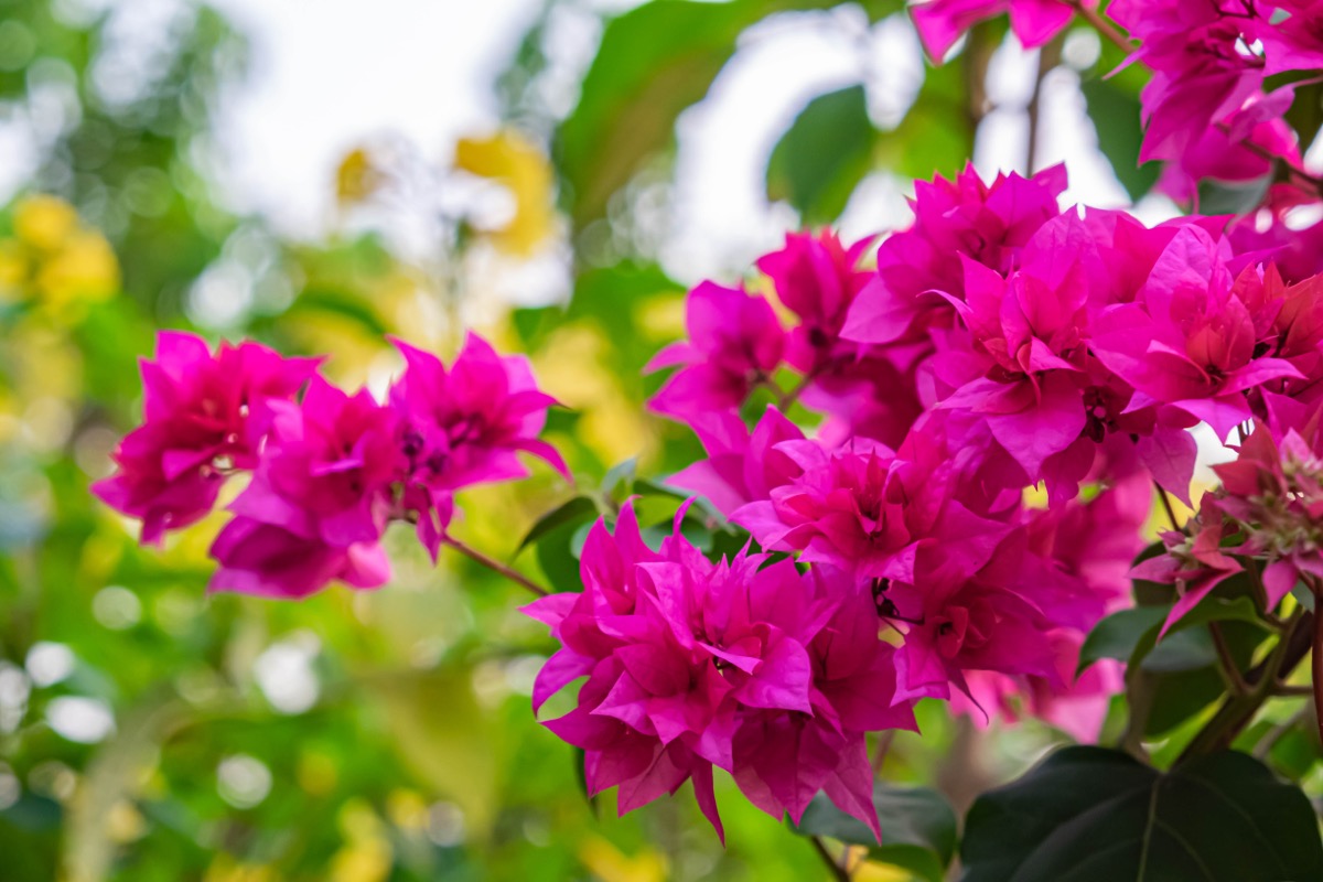 Blooming bougainvillea