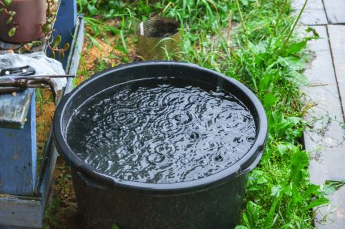 Bucket of Rainwater Outside