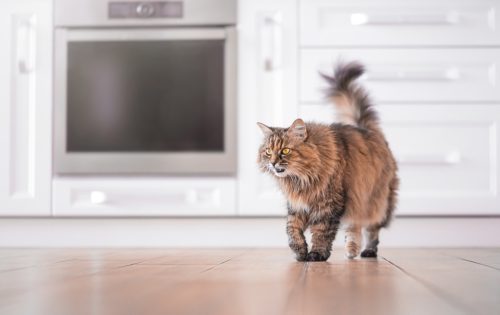 Cat Walking Across Kitchen Floor