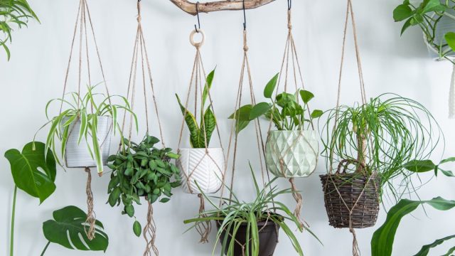 Collection of Hanging Plants