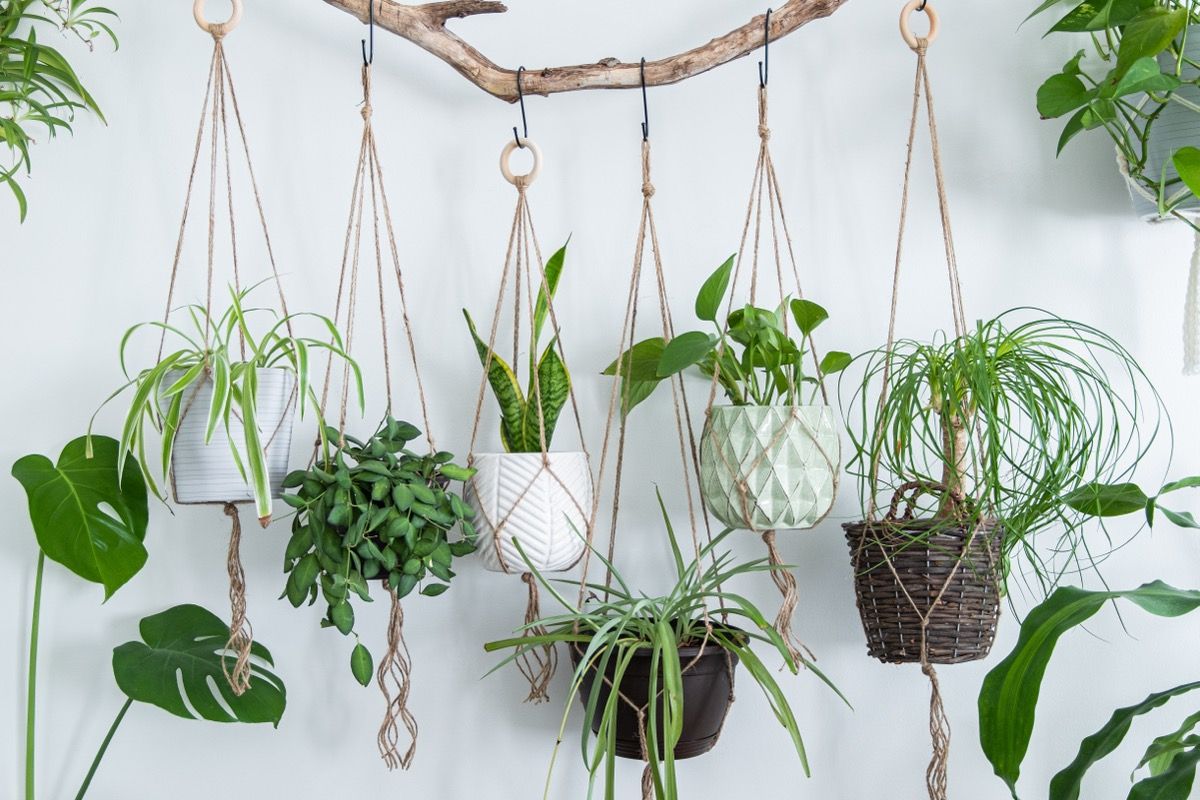 Hanging Spider Plant Silk Foliage Planter