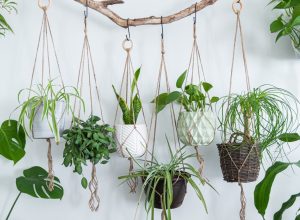 Collection of Hanging Plants