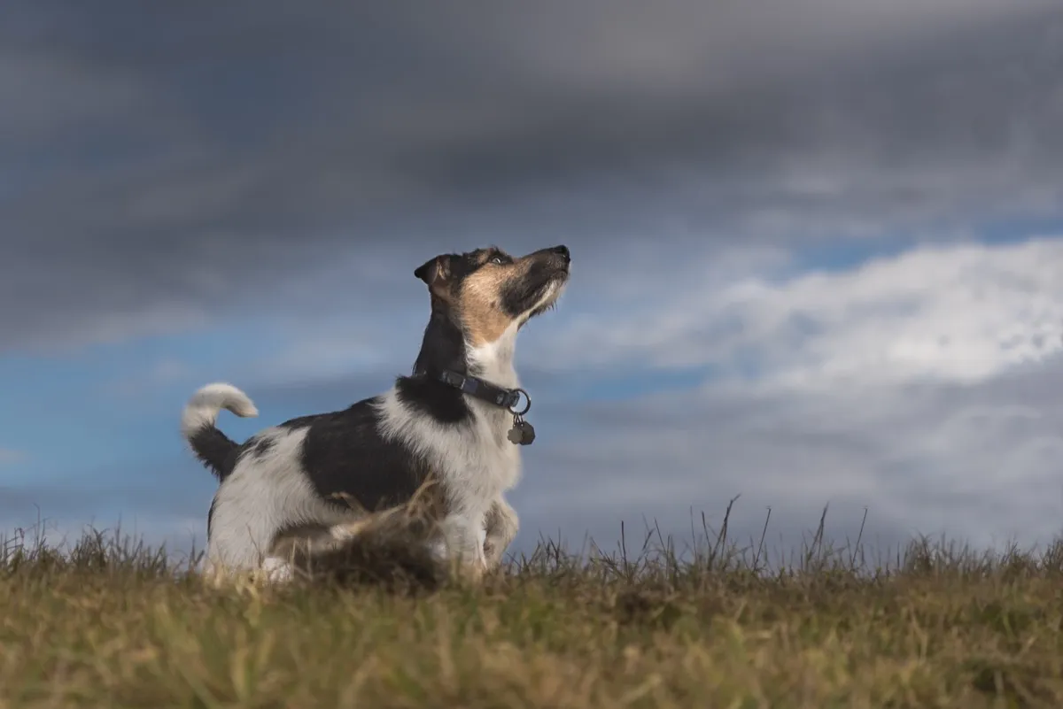 Dog and storm clouds - jack russell terrier