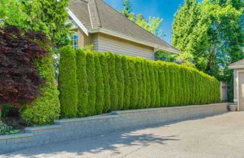 "Green fence ' from evergreen plants dividing the street and private property. Keeps privacy and security. Landscape trimming design.