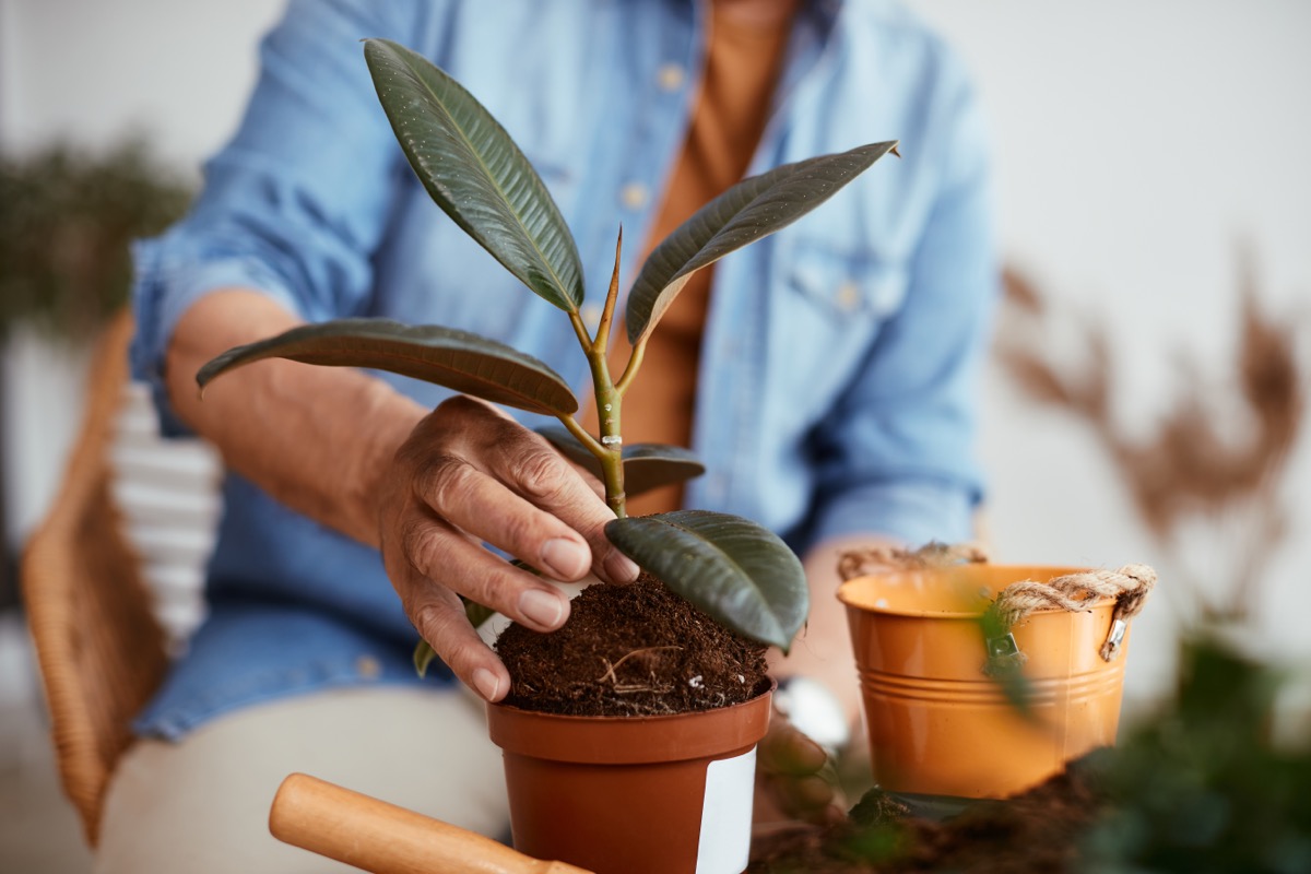 Close-up of mature man repotting house plant in larger flowerpot at home.