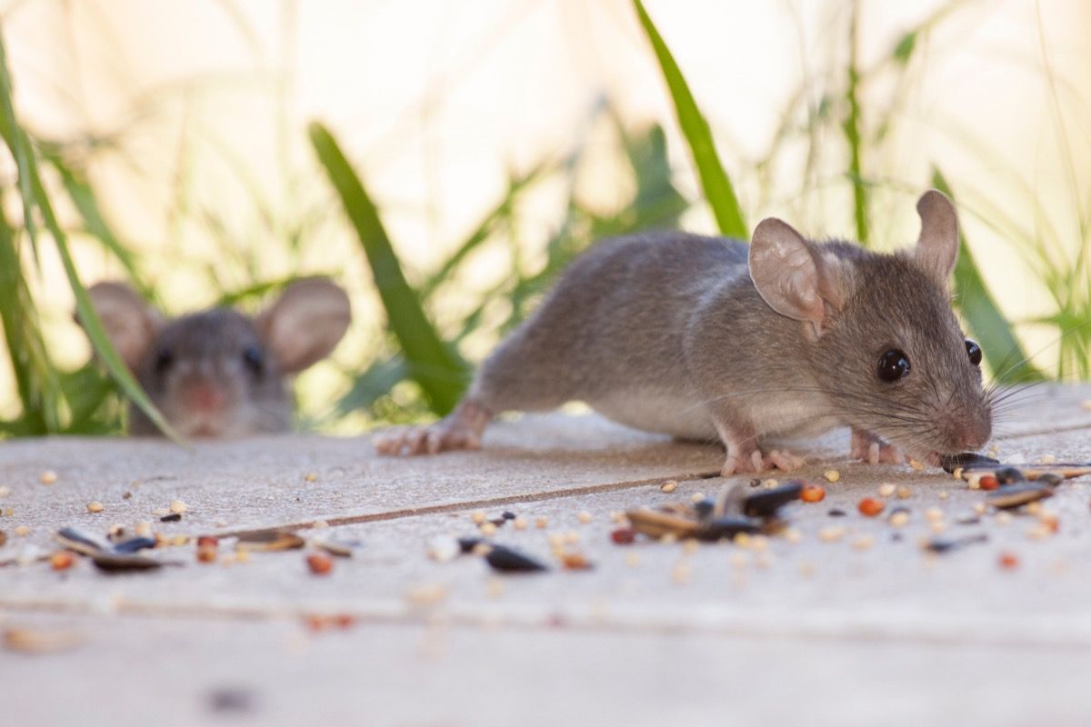 How To Keep Mice Away from Your House, Yard, Garbage, or Shed