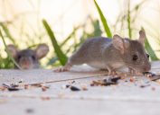 Mice Eating Food in Yard